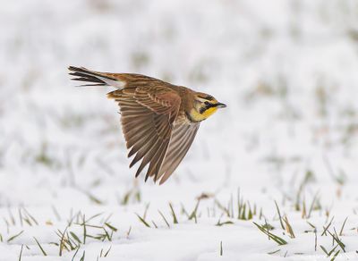 HornedLark55c4854.jpg
