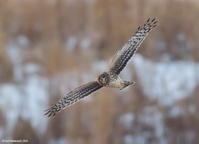 NorthernHarrier70c0910.jpg
