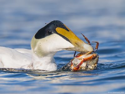 CommonEider55c1519.jpg