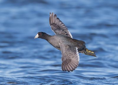 AmericanCoot11c2928.jpg