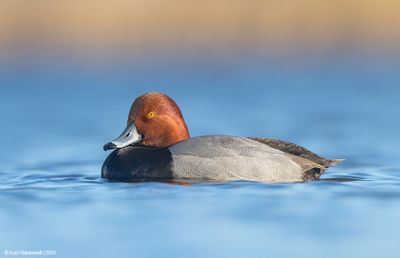 Redhead13c4018.jpg