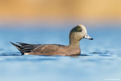 AmericanWigeon11c4646.jpg