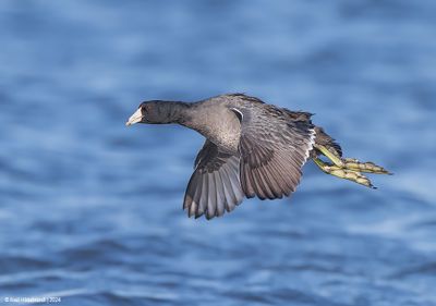 AmericanCoot12c2856.jpg