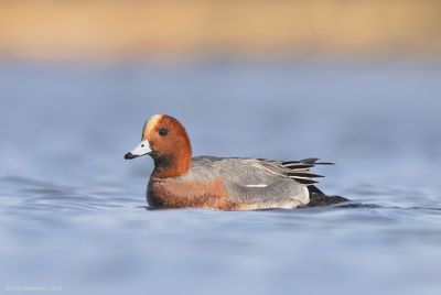 EurasianWigeon02c0996.jpg