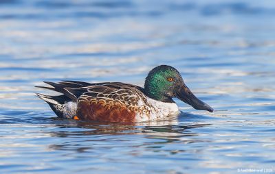 Northern Shoveler