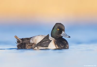 LesserScaup03c4543.jpg
