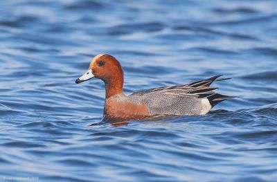 Eurasian Wigeon