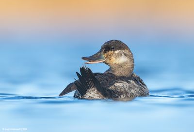 RuddyDuck05c5081.jpg
