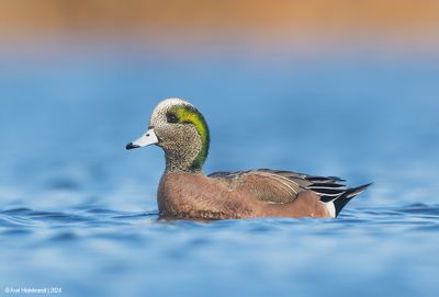 AmericanWigeon12c9916.jpg