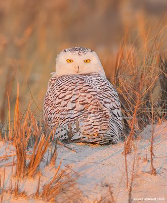 SnowyOwl31c6355.jpg