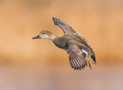 Gadwall15c8160.jpg