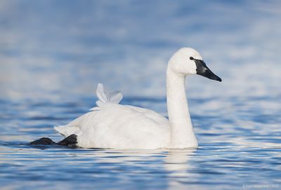 TundraSwan18c9759.jpg