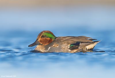 Green-wingedTeal11c4436.jpg