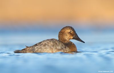 Canvasback02c3532.jpg