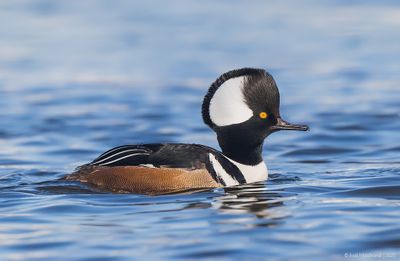 HoodedMerganser16c1455.jpg