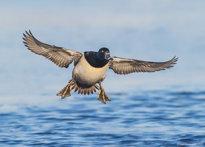 Ring-neckedDuck16c4243.jpg