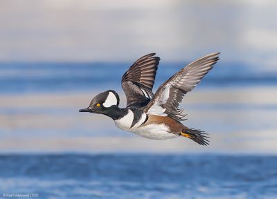 HoodedMerganser17c0631.jpg