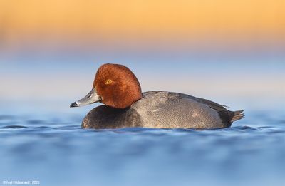Redhead15c4757.jpg