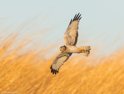 NorthernHarrier71c8249.jpg