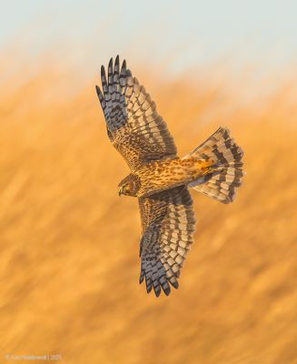 NorthernHarrier72c9429.jpg