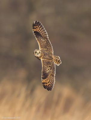 Short-earedOwl01c3988.jpg