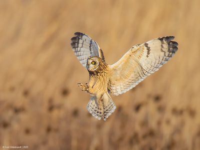 Short-earedOwl02c5357-2.jpg