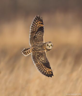 Short-earedOwl03c4083.jpg