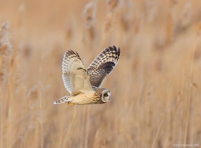 Short-earedOwl04c6670.jpg