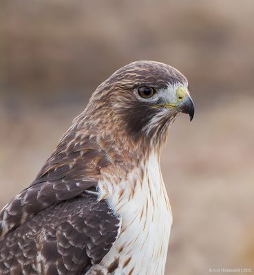 Red-tailedHawk31c7119.jpg