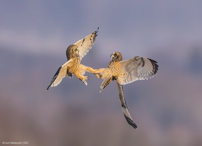 Short-earedOwl05c2687.jpg