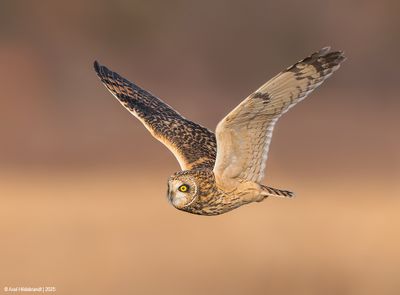 Short-earedOwl06c2191.jpg