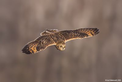 Short-earedOwl07c1748.jpg