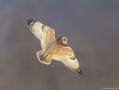 Short-earedOwl08c5629.jpg