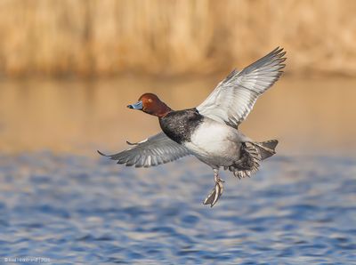 Redhead16c0218.jpg