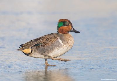 Green-wingedTeal12c2087.jpg