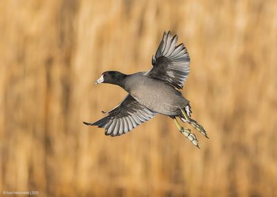 American Coot