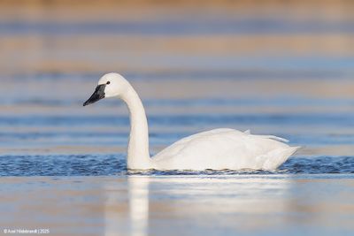 Tundra Swan