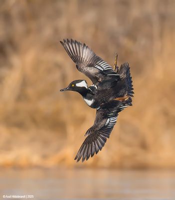 HoodedMerganser18c1151.jpg