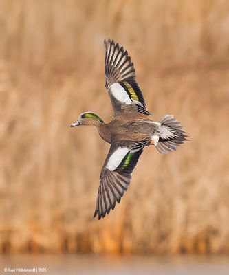 AmericanWigeon13c2582.jpg