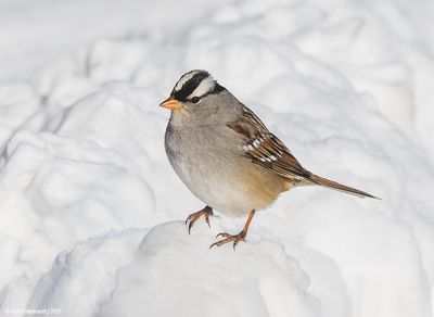 White-crownedSparrow03c2482.jpg