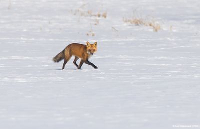 RedFox04c5403.jpg