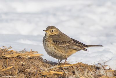 American Pipit