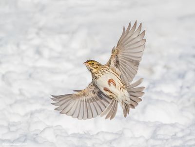 SavannahSparrow08c2015.jpg
