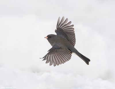 Dark-eyedJunco46c6208.jpg
