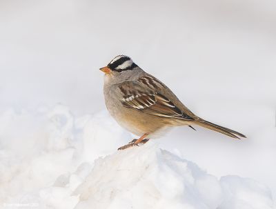 White-crowned Sparrow