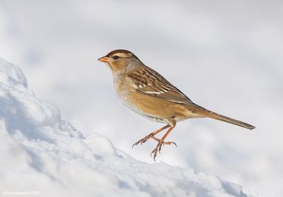 White-crownedSparrow05c7289.jpg