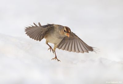 White-crownedSparrow06c6367.jpg
