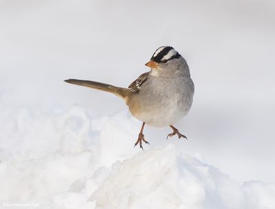 White-crownedSparrow07c5935.jpg