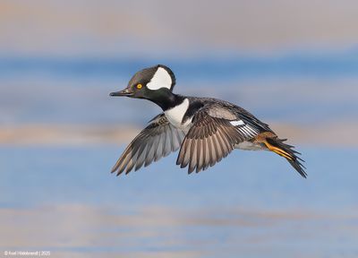 HoodedMerganser19c0673.jpg