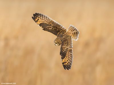 Short-earedOwl09c4531.jpg